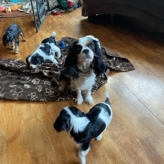 Piękne Cavalier King Charles Spaniel szczenięta dostępne dla nowych rodzin., Podkarpackie, Rzeszów