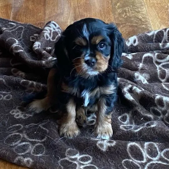 Piękne Cavalier King Charles Spaniel szczenięta dostępne dla nowych rodzin., Podkarpackie, Rzeszów