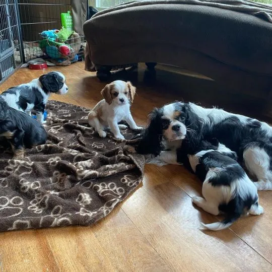 Piękne Cavalier King Charles Spaniel szczenięta dostępne dla nowych rodzin., Podkarpackie, Rzeszów