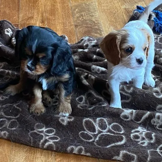 Piękne Cavalier King Charles Spaniel szczenięta dostępne dla nowych rodzin., Podkarpackie, Rzeszów