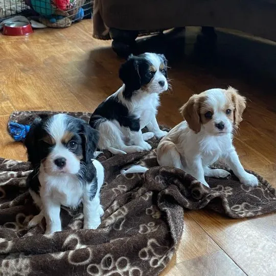 Piękne Cavalier King Charles Spaniel szczenięta dostępne dla nowych rodzin.