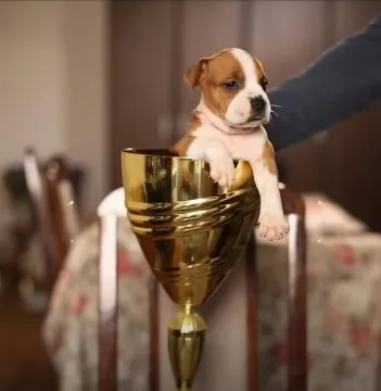 American Staffordshire Terrier Puppies King Of Montenegro, , Warszawka