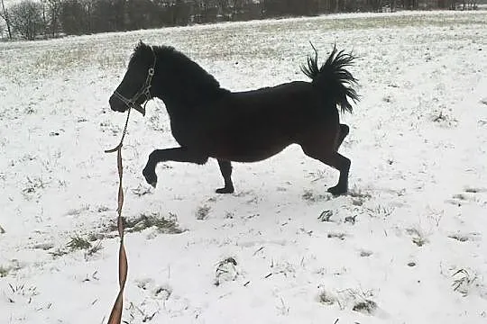 Sprzedam/zamienię większą kucke