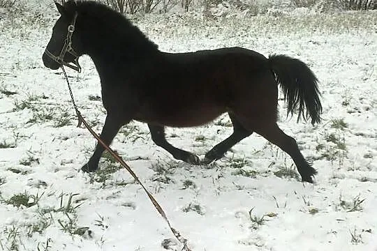Sprzedam/zamienię większą kucke