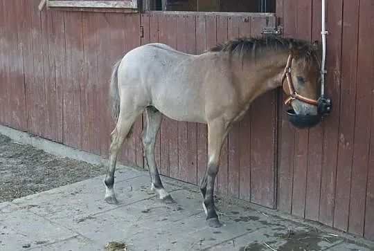 KUC Walijski KOŃ odsadek śliczny dereszowaty taran