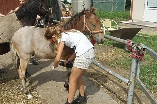 KUC Walijski KOŃ odsadek śliczny dereszowaty taran