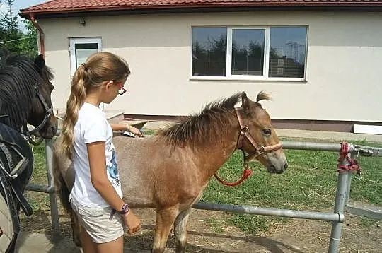 KUC Walijski KOŃ odsadek śliczny dereszowaty taran