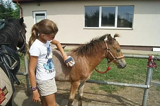 KUC Walijski KOŃ odsadek śliczny dereszowaty taran