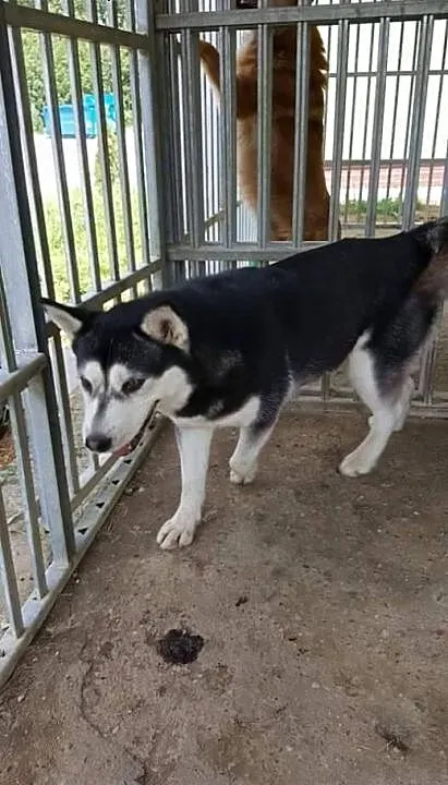 HASIA PILNY DT LUB DS , Husky cała Polska