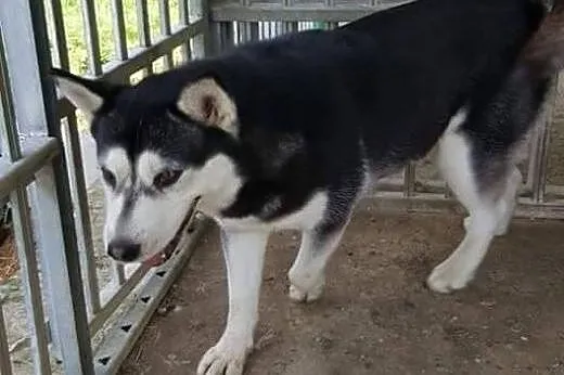 HASIA PILNY DT LUB DS , Husky cała Polska