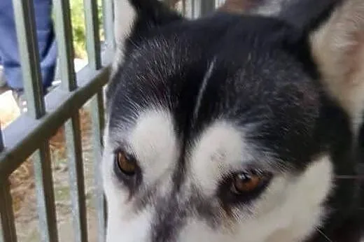 HASIA  PILNY DT LUB DS ,  Husky cała Polska