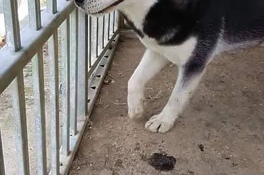 HASIA  PILNY DT LUB DS ,  Husky cała Polska