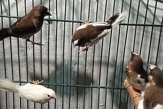 Sprzedam mewki japońskie i gołąbki diamentowe, Kujawsko-pomorskie, Kwieciszewo