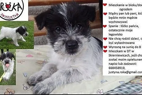 Szczeniaki do adopcji ,  mazowieckie Warszawa