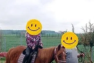 Sprzedam klacz -profesor, Opolskie, Ligota Turawska