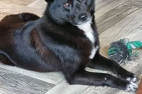 OKI komunikatywny, mądry piesek wypatruje domu