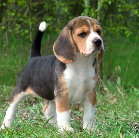 Te przepiękne szczenięta rasy beagle są takie małe i urocze.