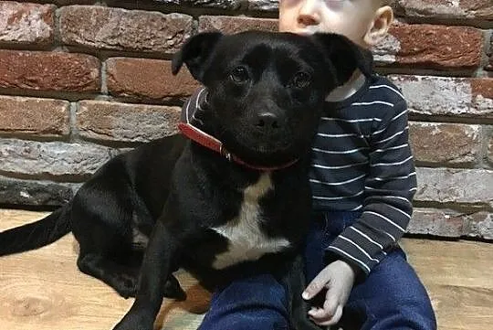 Maleńki Gumiś do adopcji
