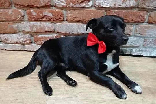 Maleńki Gumiś do adopcji