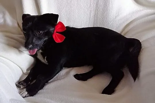 Maleńki Gumiś do adopcji