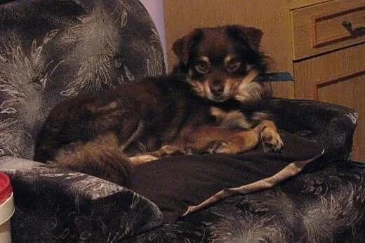Słodki psiak, w typie owczarka australijskiego, sz