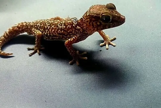 Gekony pictusy madagaskarskie 2szt