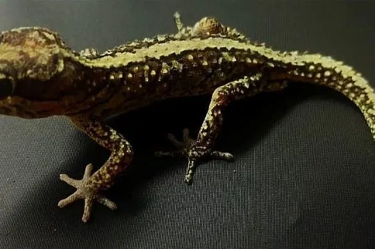 Gekony pictusy madagaskarskie 2szt, Małopolskie, Kraków