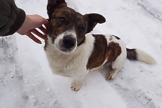 Wesoły Łaciu do adopcji, Mazowieckie, Warszawa