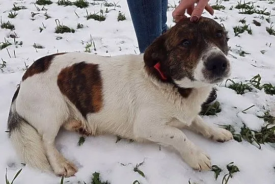 Wesoły Łaciu do adopcji, Mazowieckie, Warszawa