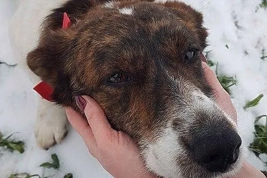 Wesoły Łaciu do adopcji, Mazowieckie, Warszawa