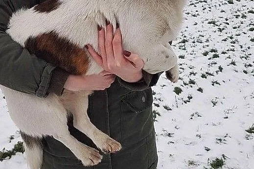 Wesoły Łaciu do adopcji, Mazowieckie, Warszawa