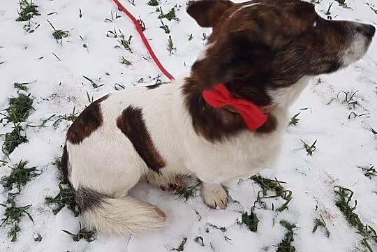 Wesoły Łaciu do adopcji, Mazowieckie, Warszawa