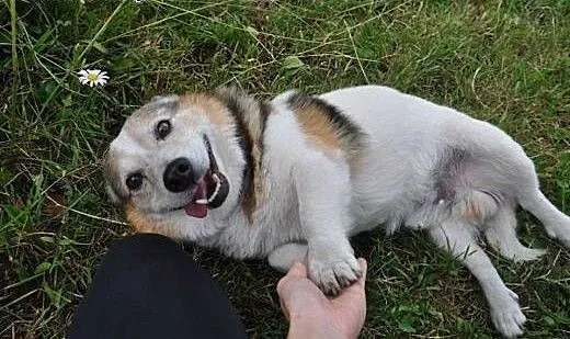 Toteś Gospodarz mały pies adopcja, śląskie Zabrze