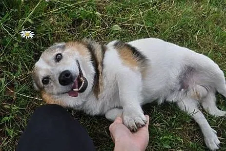 Toteś Gospodarz mały pies adopcja,  śląskie Zabrze