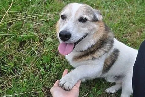 Toteś Gospodarz mały pies adopcja,  śląskie Zabrze