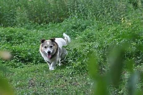 Toteś Gospodarz mały pies adopcja,  śląskie Zabrze