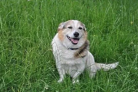Toteś Gospodarz mały pies adopcja,  śląskie Zabrze