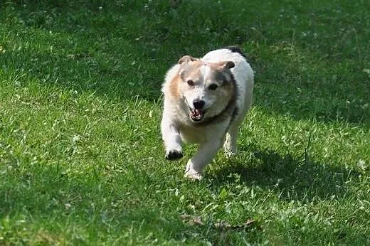 Toteś Gospodarz mały pies adopcja,  śląskie Zabrze