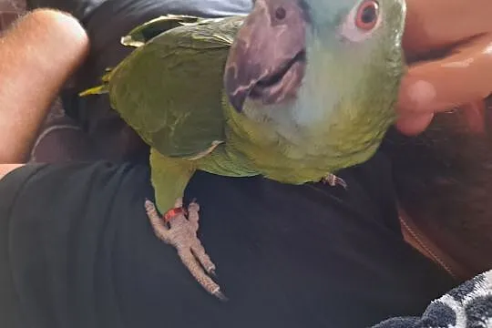 Papuga amazonka, Gostyń