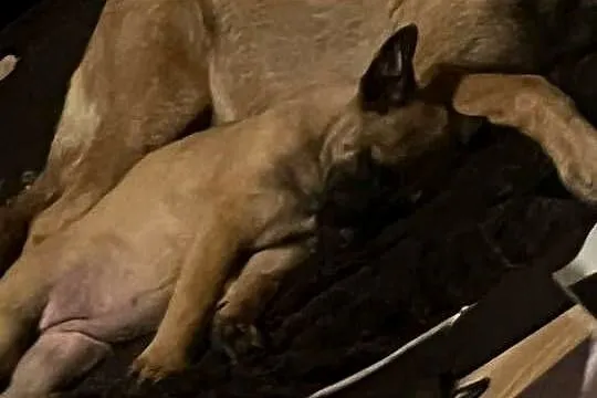 Owczarki Belgijskie Malinois, Małopolskie, Mokrzyska