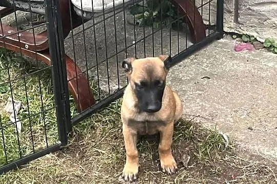 Owczarki Belgijskie Malinois, Małopolskie, Mokrzyska