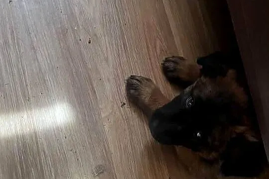 Owczarki Belgijskie Malinois, Małopolskie, Mokrzyska