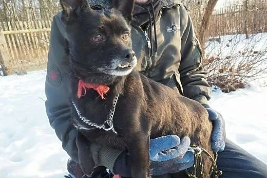 Nakolankowa Majka, wychowana, grzeczna sunieczka d