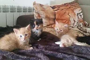 Kot pers, kotki perskie, persy - kocięta,  małopol