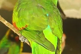 Kupię papugę krasnopiórkę czerwonoskrzydłą do lęgu, Kalwaria Zebrzydowska