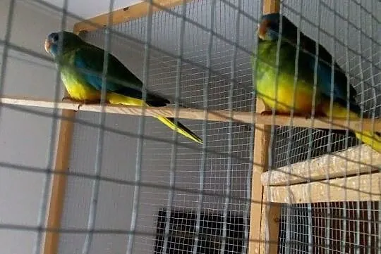 Papugi łąkówki wspaniałe, Kościerzyna