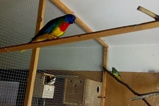 Papugi łąkówki wspaniałe, Kościerzyna