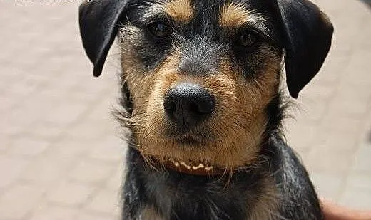 Szon młody psiak stracił dom, śląskie Częstochowa