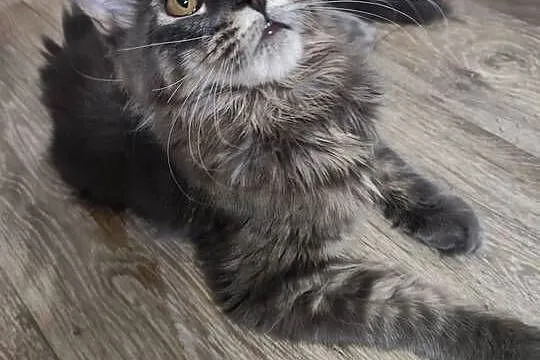 Maine Coon piękne kociaki