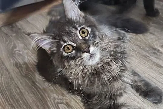 Maine Coon piękne kociaki, Opolskie, Skorogoszcz
